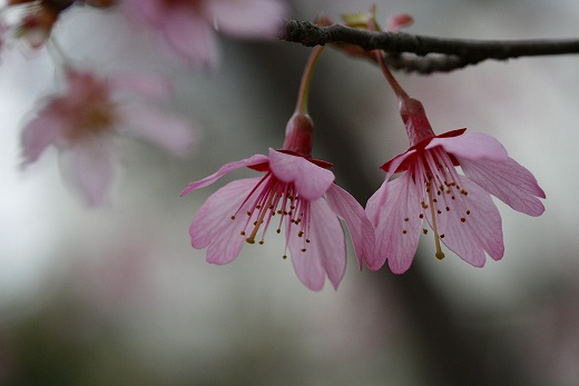 フジザクラ（豆桜）_f0079157_23542919.jpg