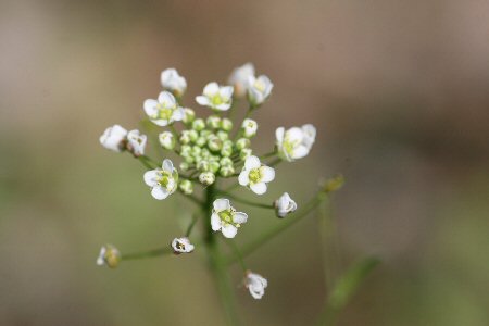 菜の花とサクラ♪_d0054461_949533.jpg