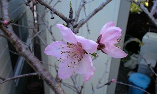 水蜜桃の花が_b0061863_21545283.jpg