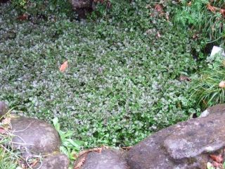 f0032766_10586.jpg