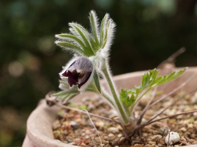 オキナグサ　Pulsatilla cernua_d0025568_18585373.jpg