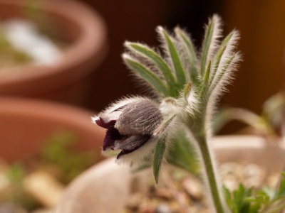 オキナグサ　Pulsatilla cernua_d0025568_1953338.jpg