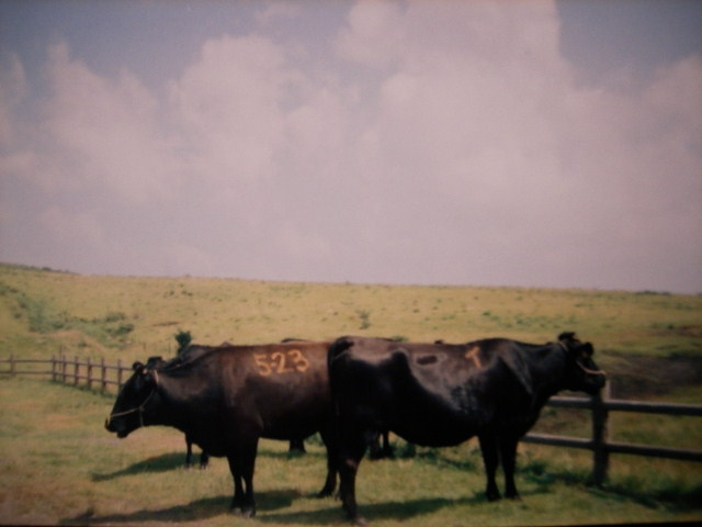 f0118879_026871.jpg