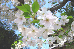 e0075093_1740455.jpg