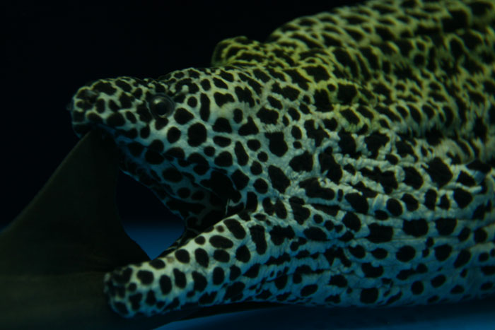 海水魚 トラウツボ インディアンモレイ ゼブラウツボ