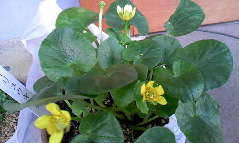 f0061414_1711089.jpg