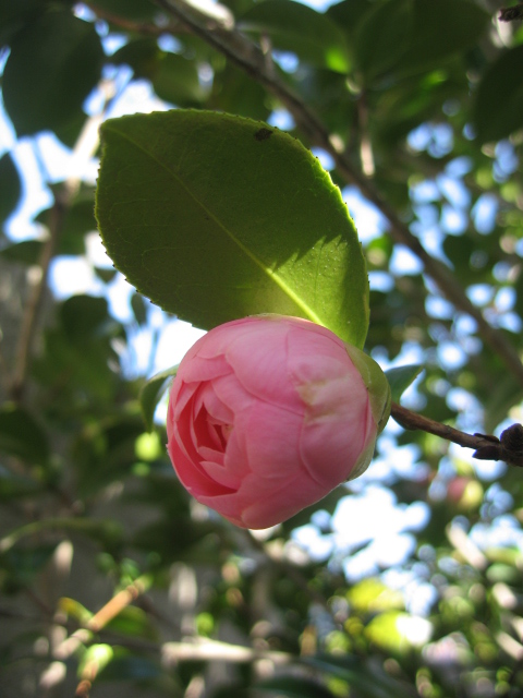 b0088037_9571872.jpg