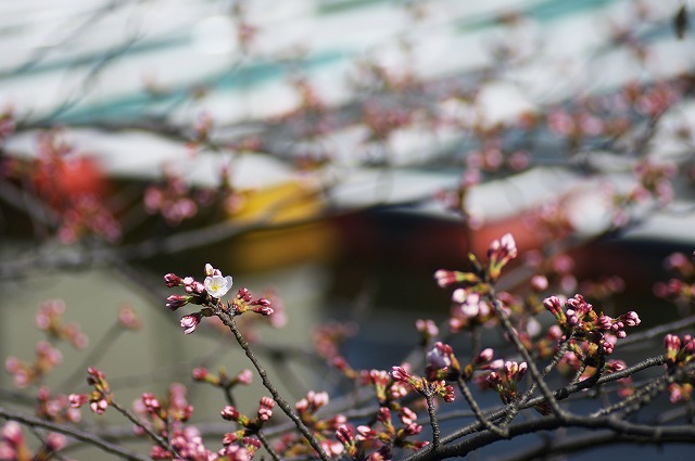 井の頭公園！桜の開花宣言！_a0009142_1652168.jpg