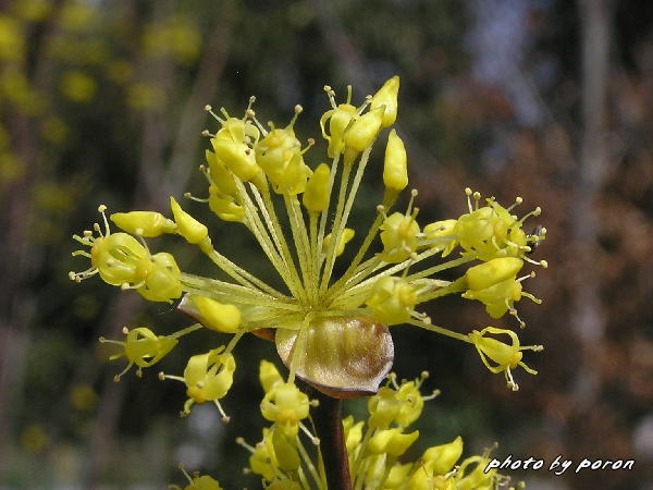 公園の早咲き種の桜と山茱萸が咲き出してきました。_c0137342_9154070.jpg