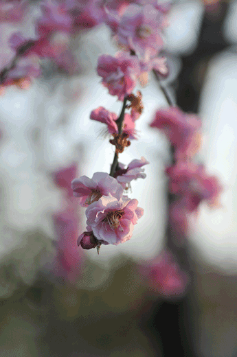 c0093046_7232630.gif