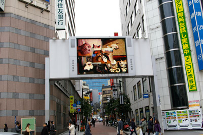 ヨウカンさん、渋谷デビュー!【3/24動画追加しました】_a0028451_10153175.jpg