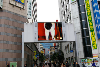 ヨウカンさん、渋谷デビュー!【3/24動画追加しました】_a0028451_10154523.jpg