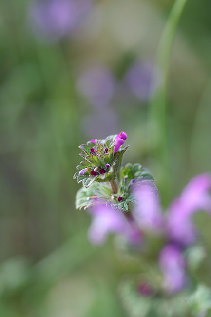 野辺の花_a0052155_20201767.jpg