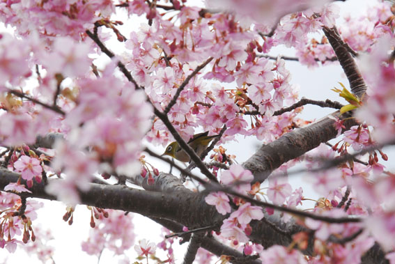 河津桜_e0092166_22414466.jpg