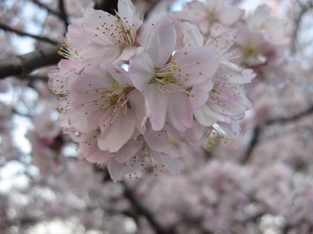 早咲き桜_f0127675_3245775.jpg