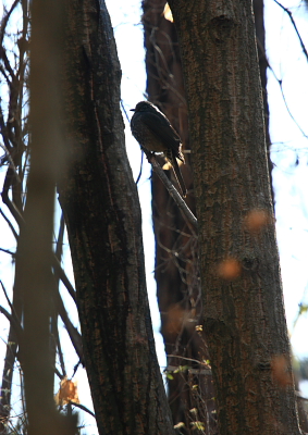 BIRDER　Ⅵ_f0057178_12472665.jpg