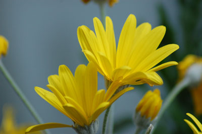 c0047589_928020.jpg