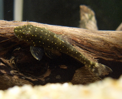 パラオトシン ハロルドイ F1 25匹