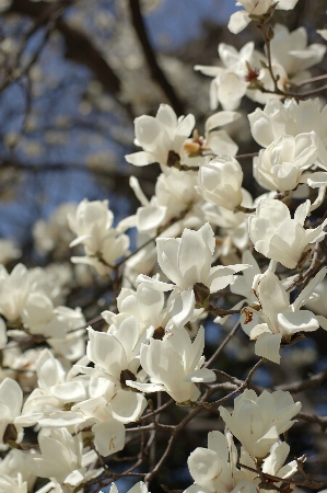 Nikon - 花の撮影に… ニコン AF MICRO NIKKOR 60mm F2.8D Nikon Z6II』でマウントアダプターを撮る：AF-S Micro NIKKOR