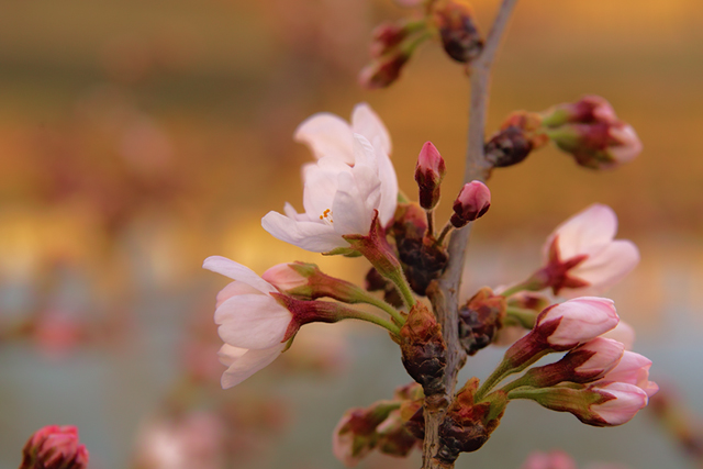 速報!! 桜の花が開花!!!_d0069398_22152781.jpg