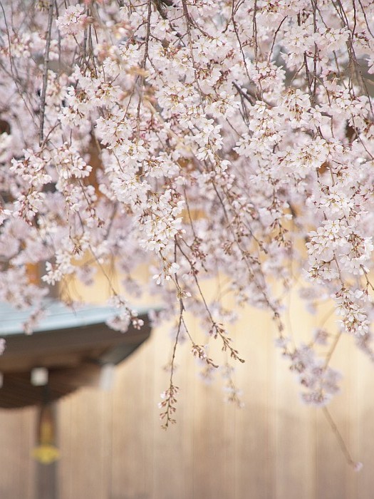 香積院の枝垂れ桜_e0075403_1712234.jpg