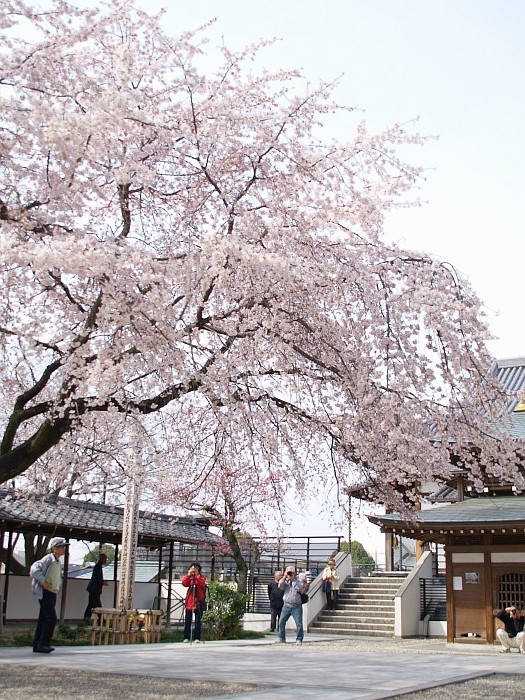 香積院の枝垂れ桜_e0075403_1712373.jpg