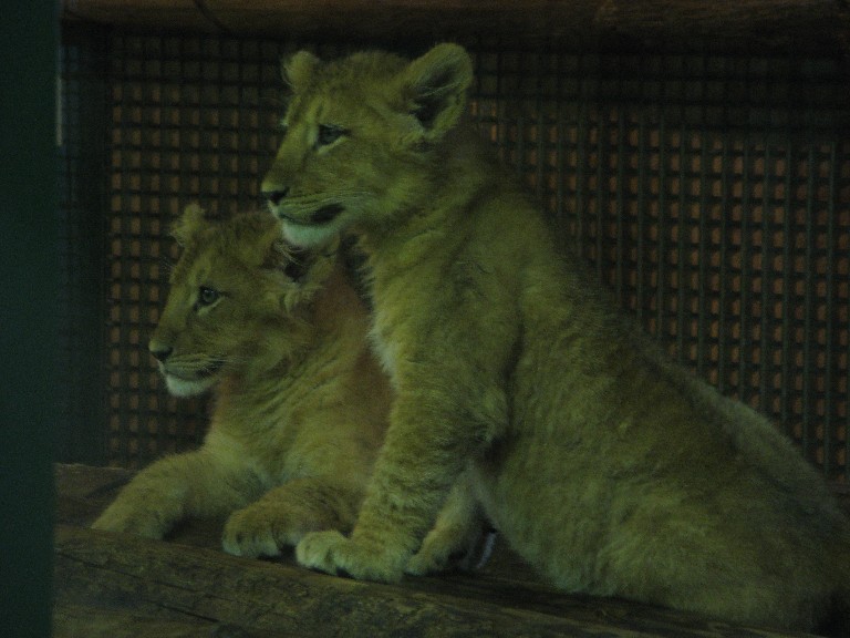 仔ライオン命名式＋ココちゃん＠円山動物園_a0048705_20171628.jpg