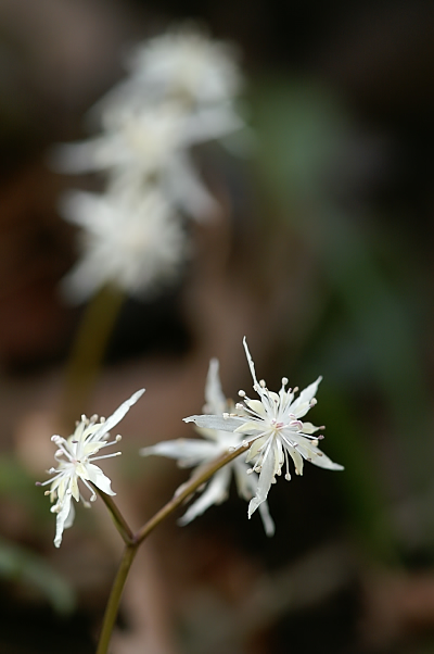 雪国植物園_e0053810_1994451.jpg