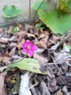 c0022913_14111050.gif