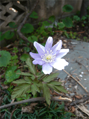 c0022913_14134274.gif