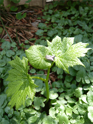 c0022913_1475497.gif
