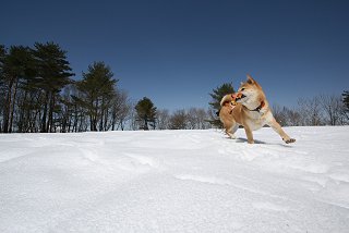 牧場の雪遊び_d0143214_22502526.jpg