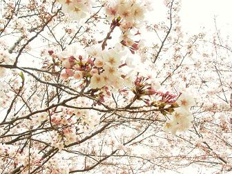 木更津 矢那川公園の桜_b0102217_2251483.jpg