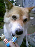 d0087919_2003415.jpg