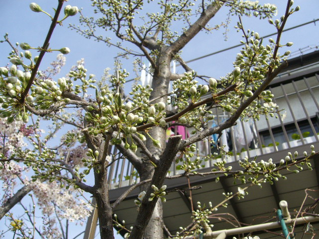 c0117525_14283184.jpg