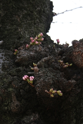 母と桜。_b0116634_21585374.jpg