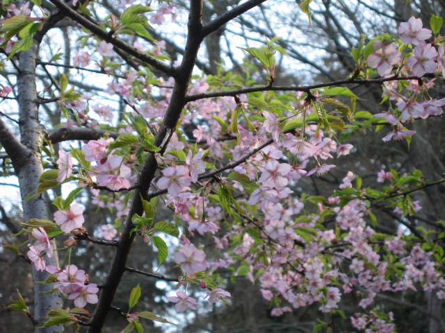 花は桜_b0088037_7443750.jpg