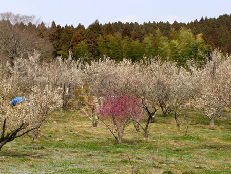 ３月２３日　宝林寺の梅と常磐共同火力株式会社の河津桜_f0105342_17422550.jpg