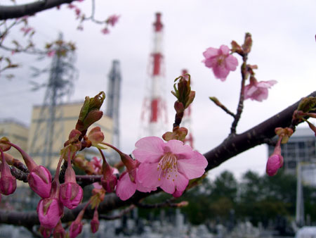 ３月２３日　宝林寺の梅と常磐共同火力株式会社の河津桜_f0105342_1747537.jpg