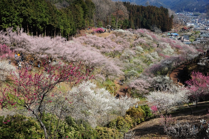 吉野梅郷②_b0087345_211175.jpg