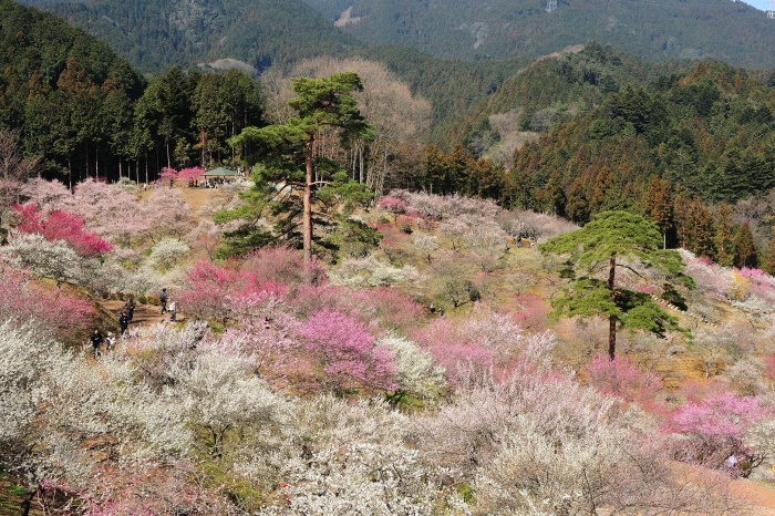 吉野梅郷②_b0087345_2195237.jpg