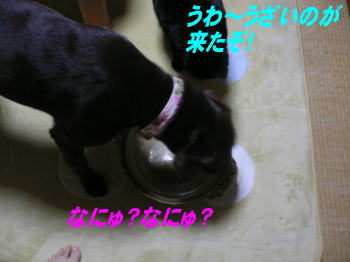 猫鍋には・・・ならず_d0013645_15493569.jpg