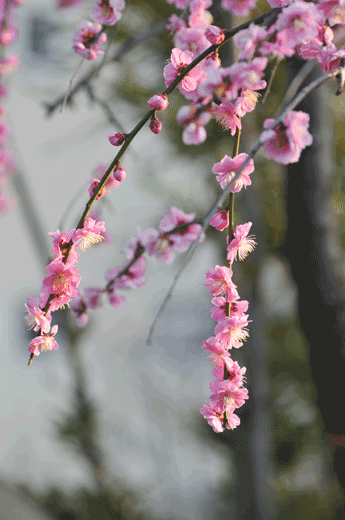 c0093046_823486.gif