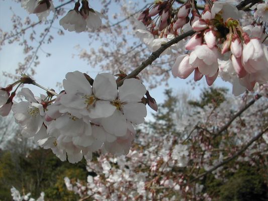 一足早く　桜見　花見_f0156158_21362061.jpg