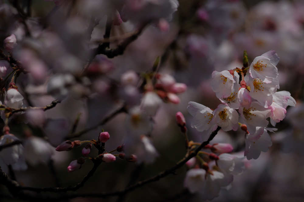 桜はまだか・・_f0061172_252011.jpg