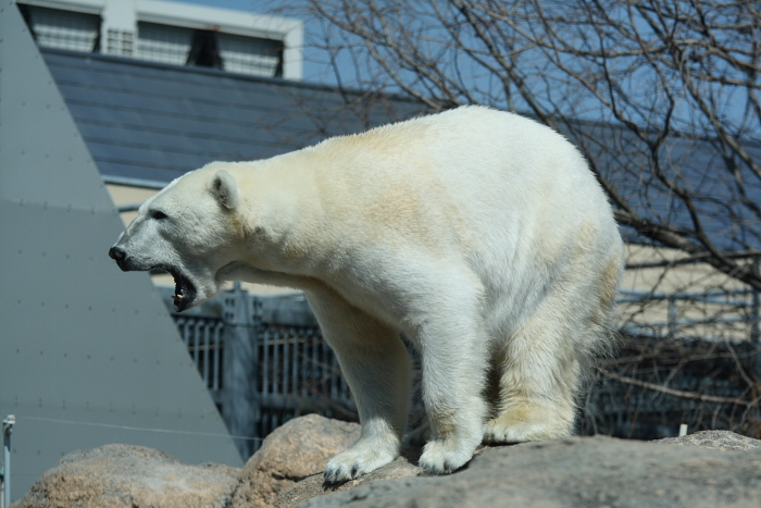 動物園　その２_d0142275_7413750.jpg