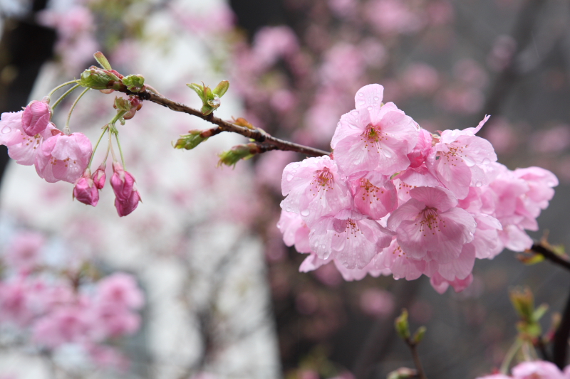 銀座の桜_f0105478_1748312.jpg