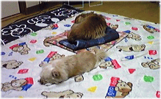 c0088584_11364028.gif