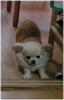 c0088584_11522823.gif