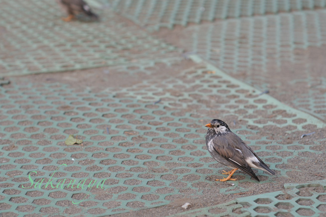 椋鳥／ムクドリ............ 8514にて_c0114492_10401954.jpg